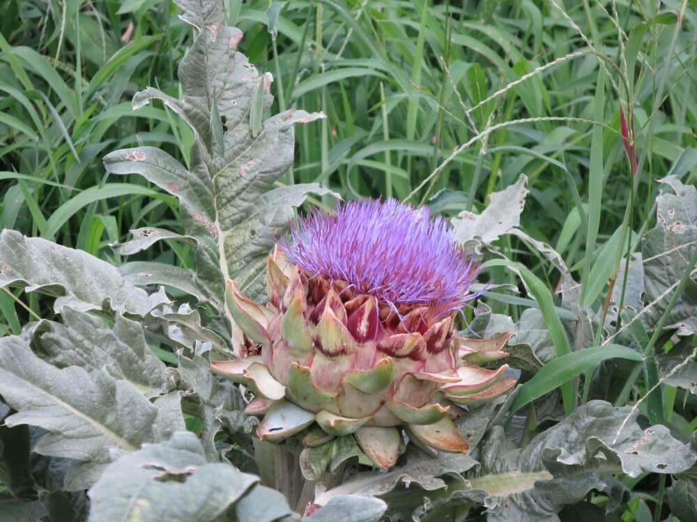 アーティチョーク