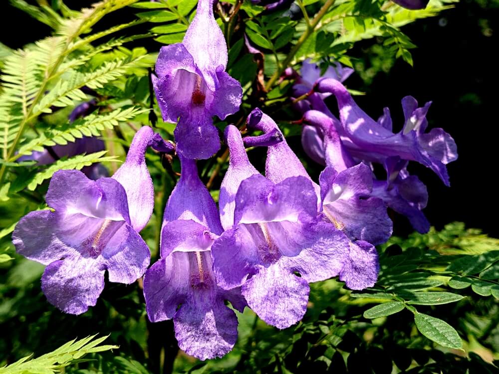 ジャカランダの花言葉 種類や花の特徴 名所は Greensnap グリーンスナップ