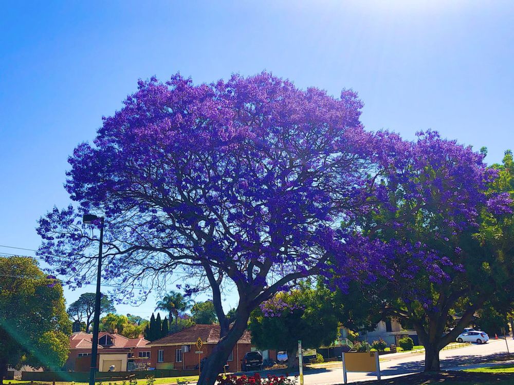 ジャカランダ