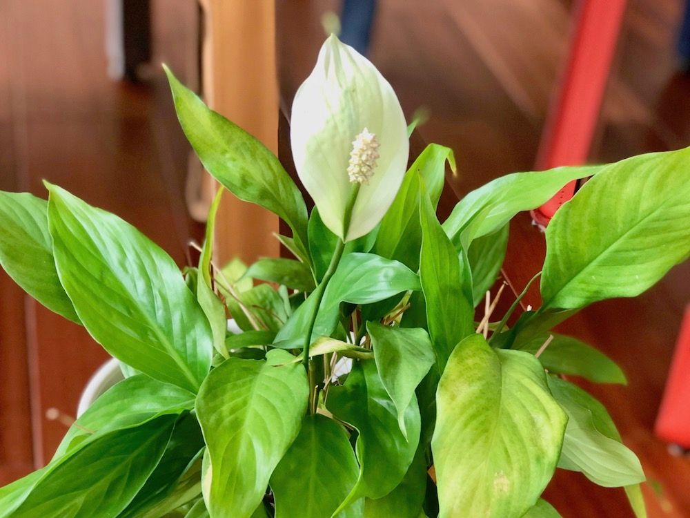 スパティフィラム