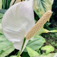 スパティフィラムの育て方｜花が咲かないときの対処法は？植え替えの方法は？の画像
