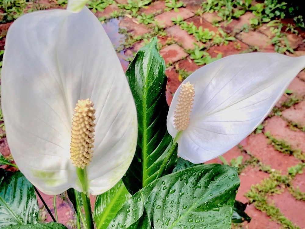 スパティフィラム　白い花