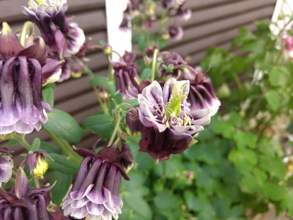 オダマキの花言葉 色別の意味や花の特徴は Greensnap グリーンスナップ