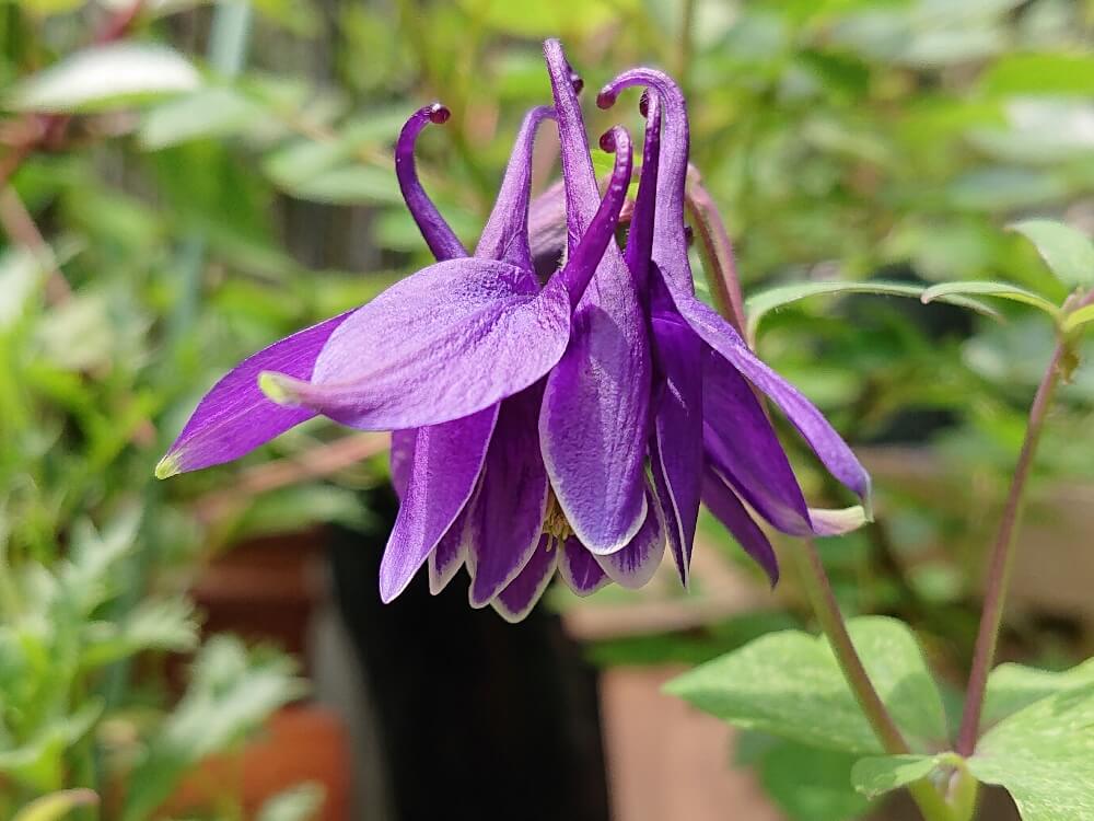 オダマキの花言葉 色別の意味や花の特徴は Greensnap グリーンスナップ