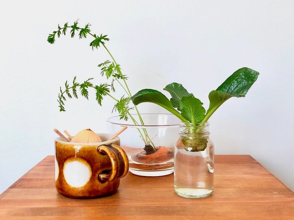 再生野菜　再生栽培　リボーンベジタブル