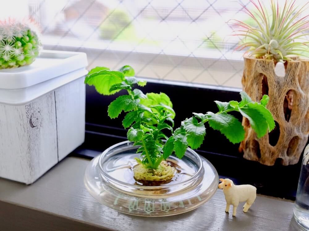 ダイコン　大根　再生野菜