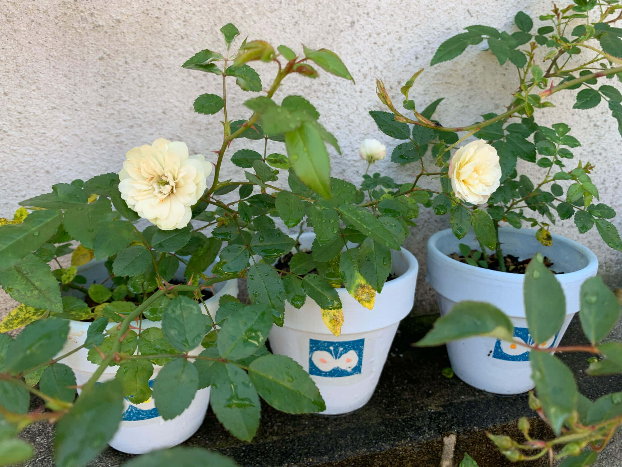 バラ 薔薇 の育て方 地植えと鉢植えそれぞれの栽培ポイントとは Greensnap グリーンスナップ
