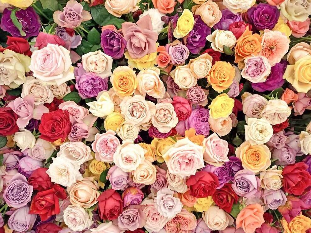 バラ　カラフル