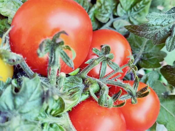 トマト　ミニトマト　水耕栽培