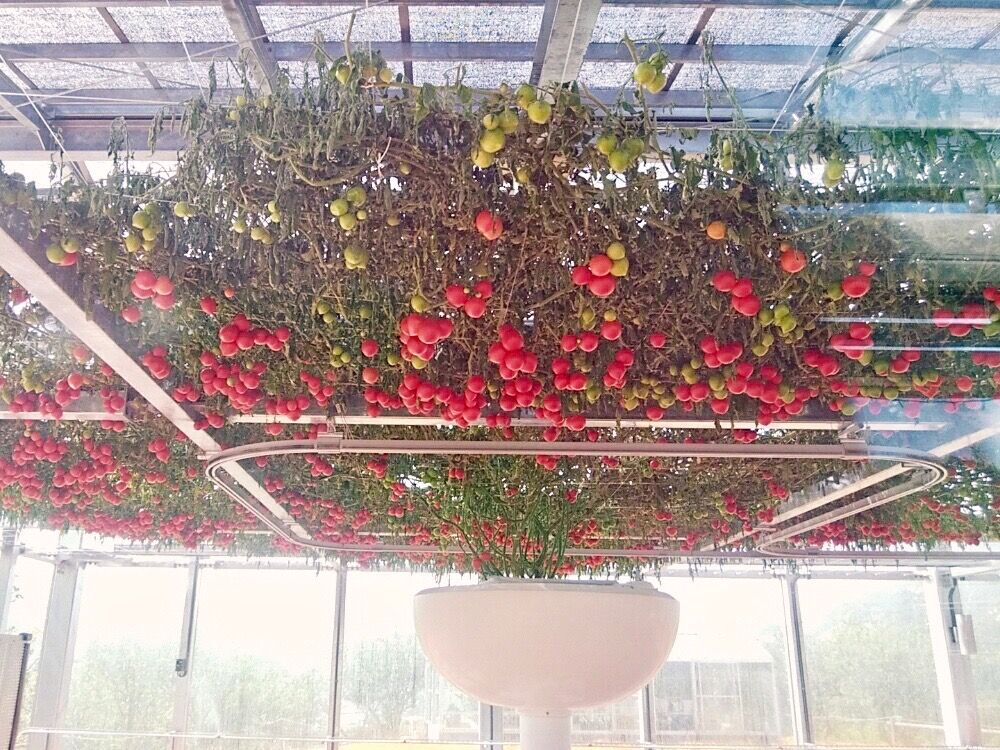 トマト　ミニトマト　水耕栽培