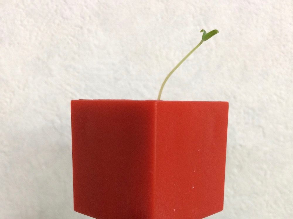 トマト　ミニトマト　水耕栽培