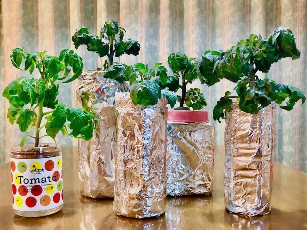 トマト　ミニトマト　水耕栽培