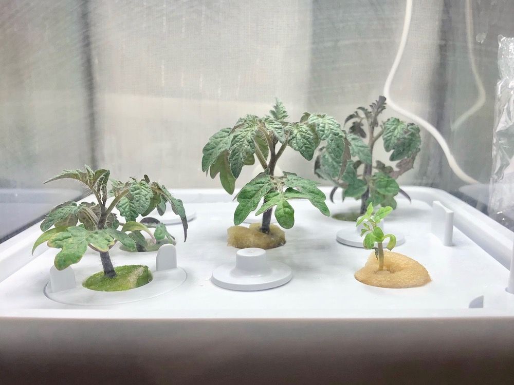 トマト　ミニトマト　水耕栽培