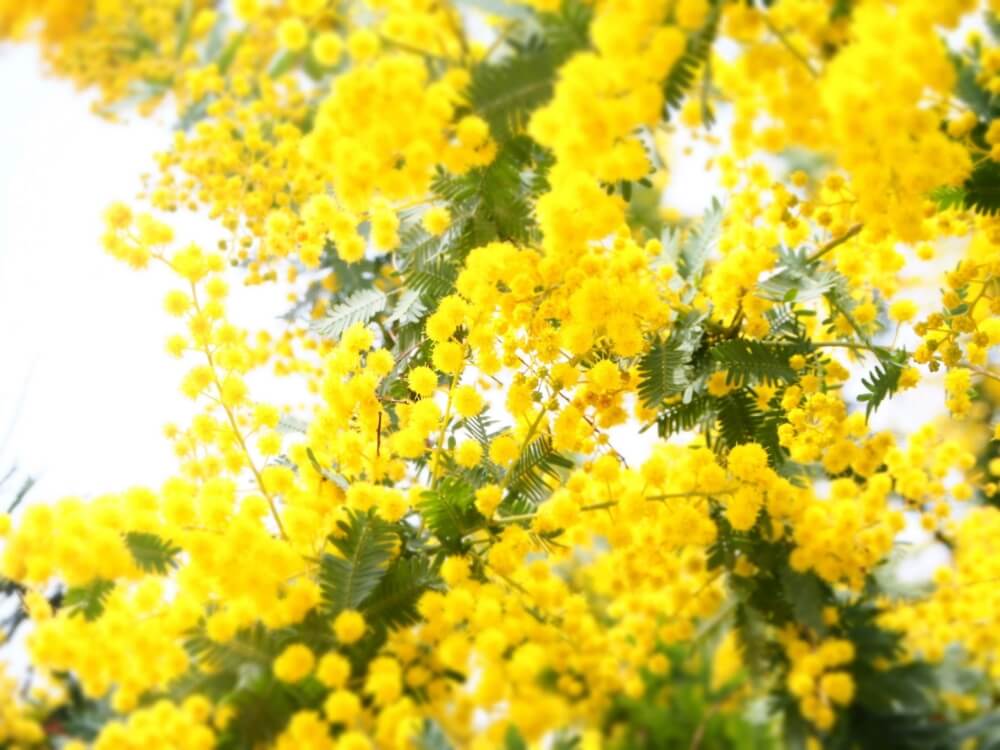 アカシアの花言葉 色別の意味や種類 花の特徴は Greensnap グリーンスナップ