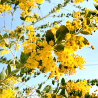 アカシアの花言葉｜色別の意味や種類、花の特徴は？の画像