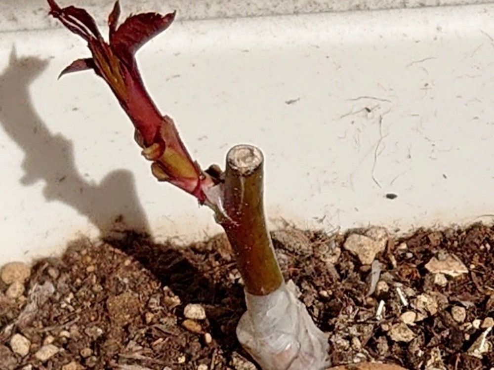 バラ　薔薇　接ぎ木