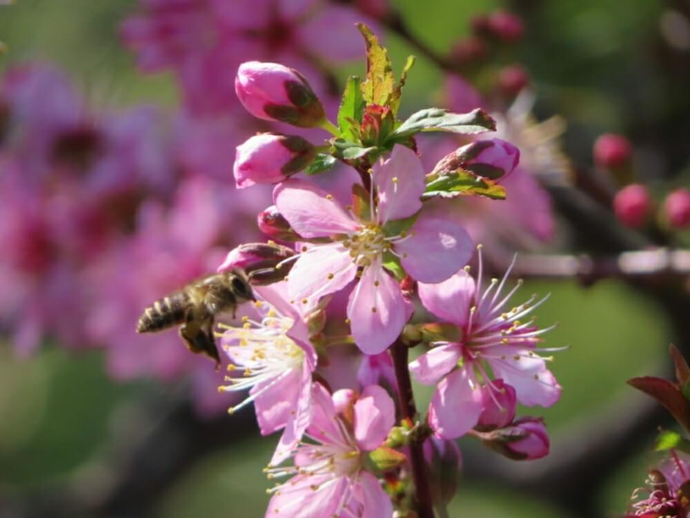 ユスラウメ 梅桃 の花言葉 花の特徴や実の味 食べ方は Greensnap グリーンスナップ
