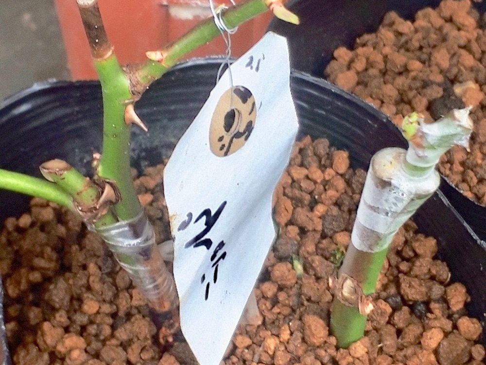 バラ　薔薇　接ぎ木