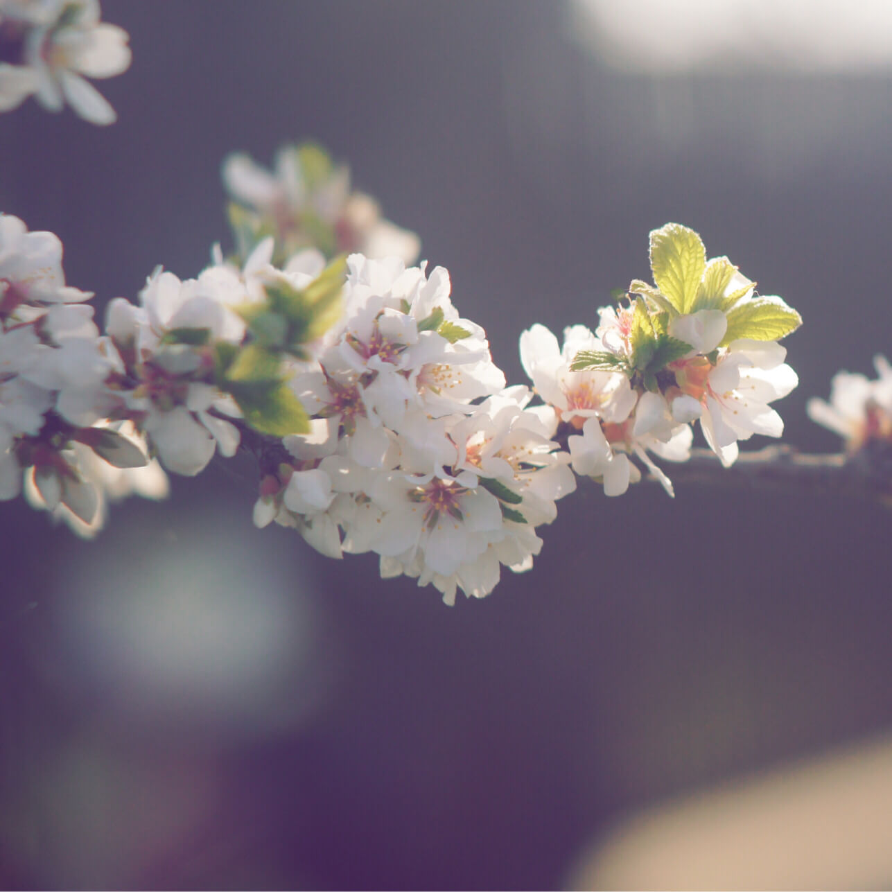 ユスラウメ 梅桃 の花言葉 花の特徴や実の味 食べ方は Greensnap グリーンスナップ