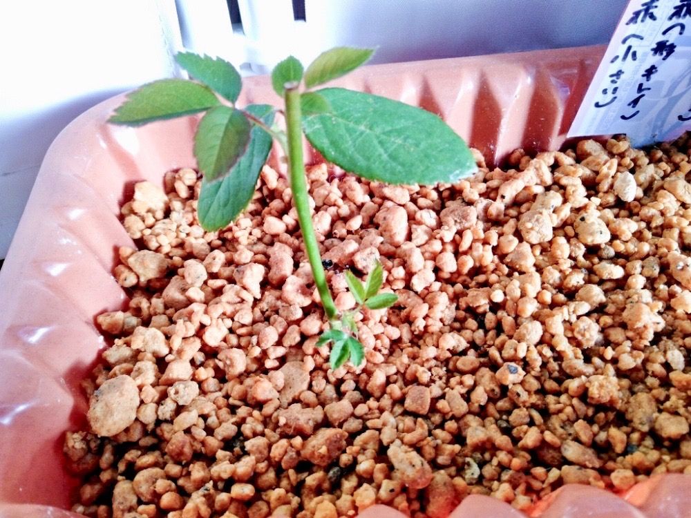 バラ　薔薇　挿し木