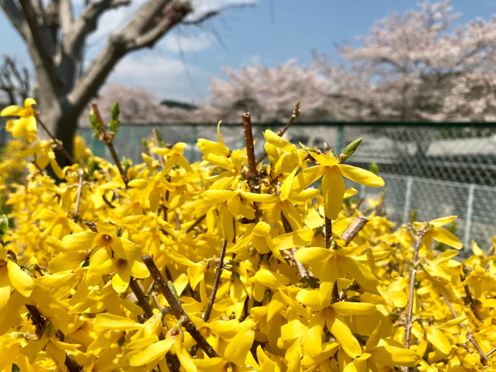レンギョウ(連翹)　黄色い花