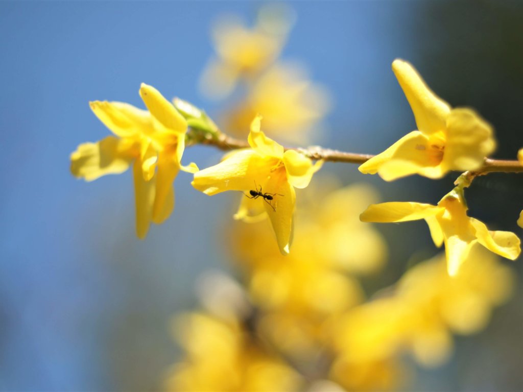 レンギョウ(連翹)　黄色い花