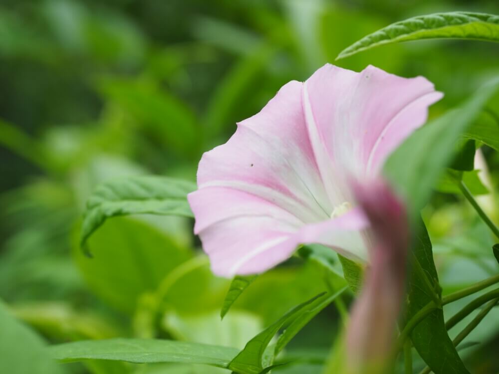 昼顔 ヒルガオ の花言葉 花の特徴や種類 疲労回復の効果があるの Greensnap グリーンスナップ