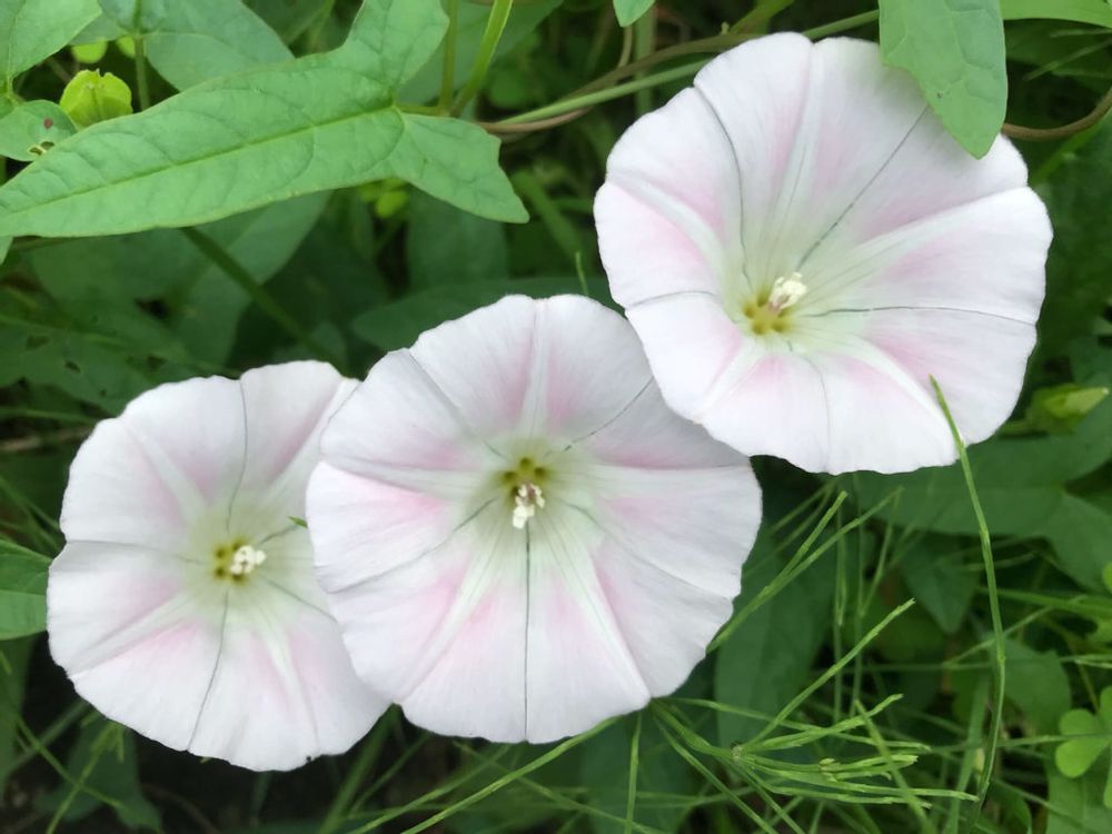 昼顔　ヒルガオ