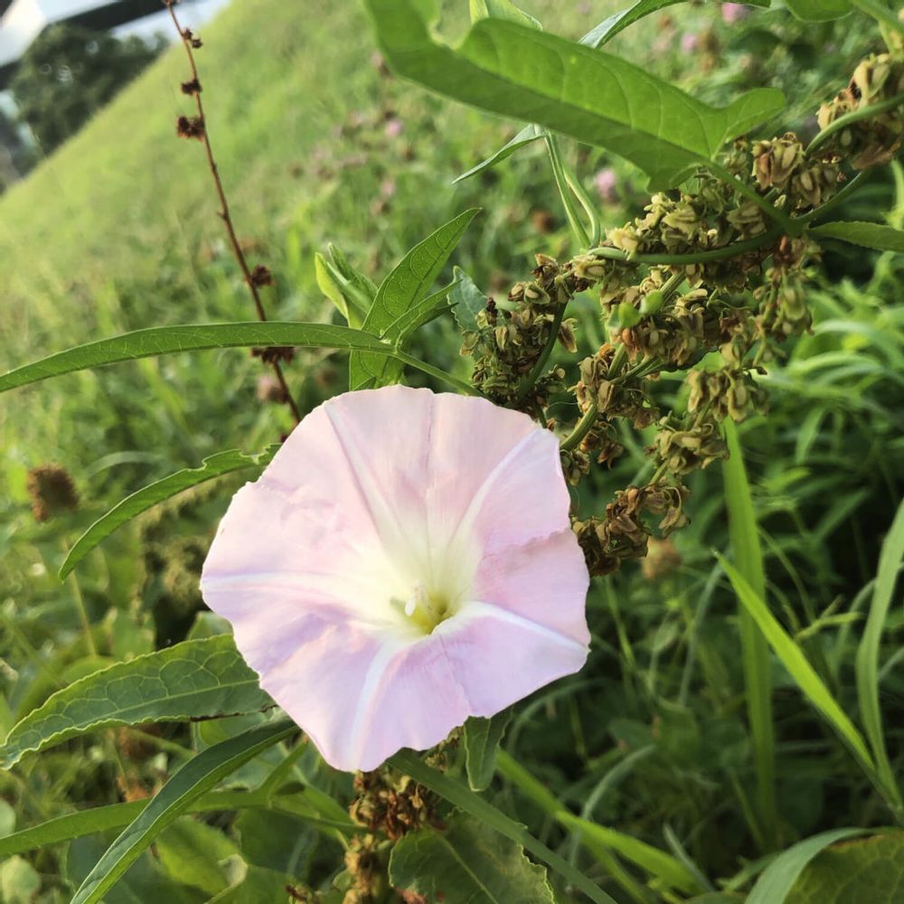 昼顔　ヒルガオ