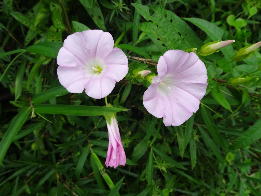 昼顔　ヒルガオ