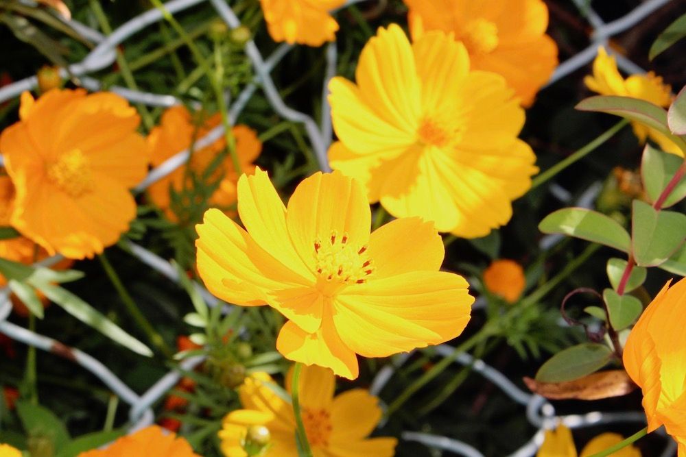 黄花コスモス　キバナコスモス