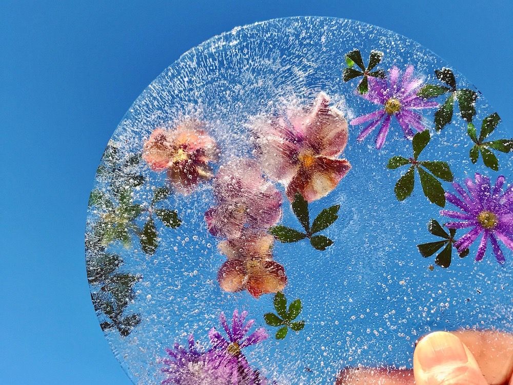 フラワーアイスキューブ　夏　花　エディブルフラワー