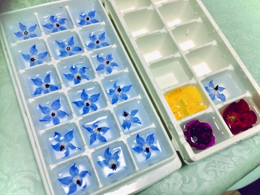フラワーアイスキューブ　夏　花　エディブルフラワー