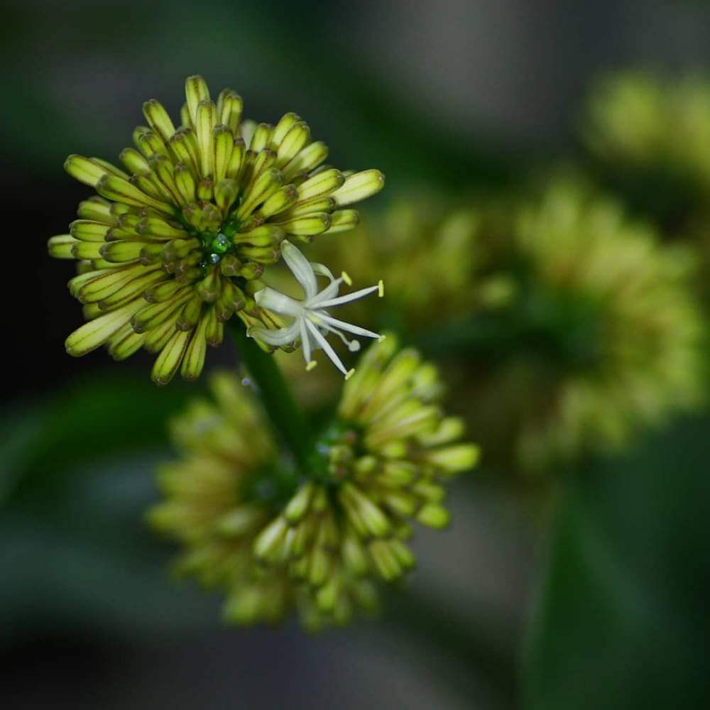 ドラセナ 幸福の木 の花言葉 花は咲く 風水の効果とは Greensnap グリーンスナップ