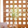 ドラセナ(幸福の木)の花言葉｜花の咲かせ方や開花時期は？臭いって本当？の画像