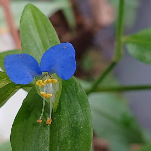 ツユクサの花言葉 種類や花の色 特徴は Greensnap グリーンスナップ