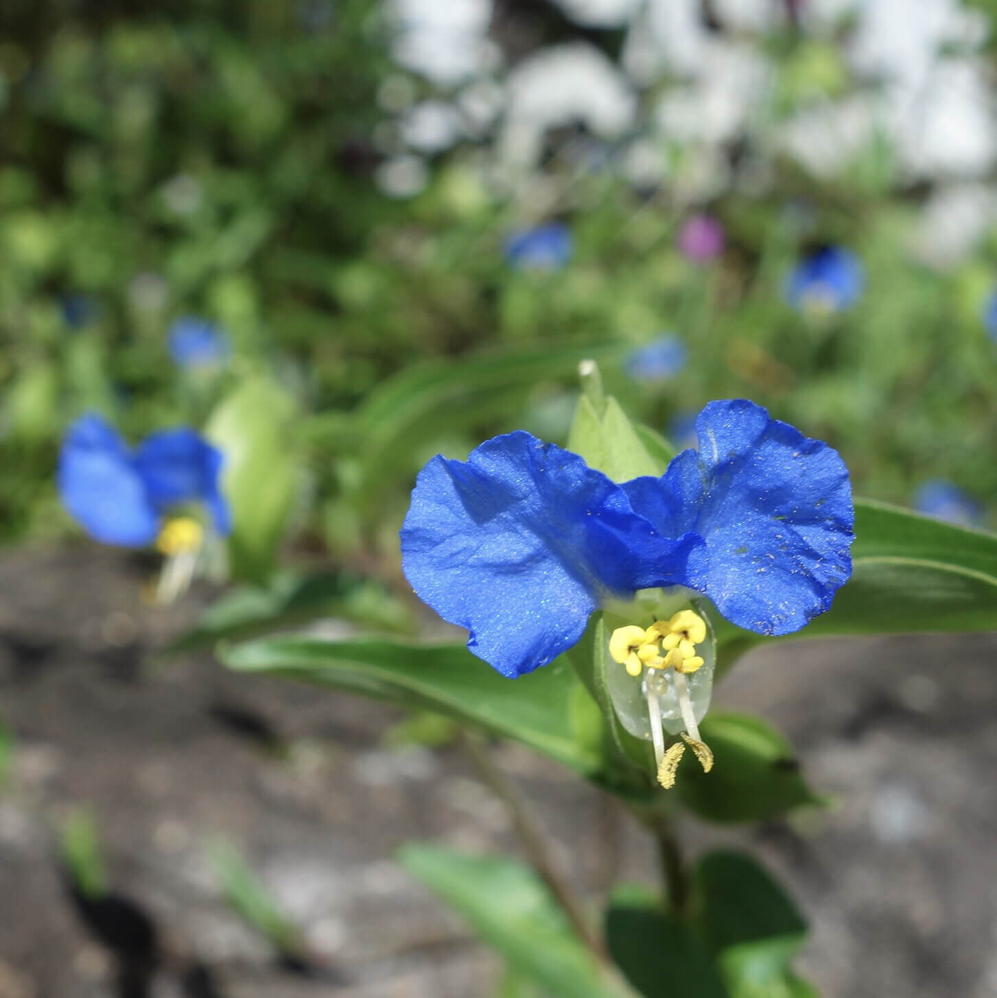 ツユクサの花言葉 種類や花の色 特徴は Greensnap グリーンスナップ