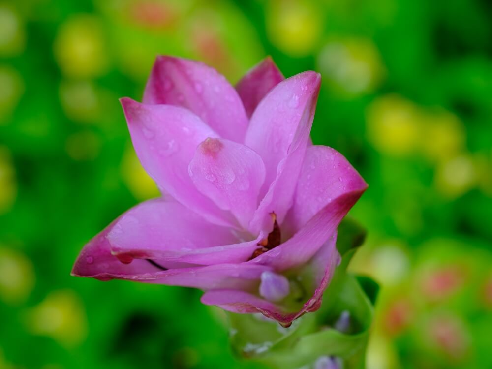 クルクマの花言葉 種類や花の特徴 ガーデニングでおすすめ Greensnap グリーンスナップ