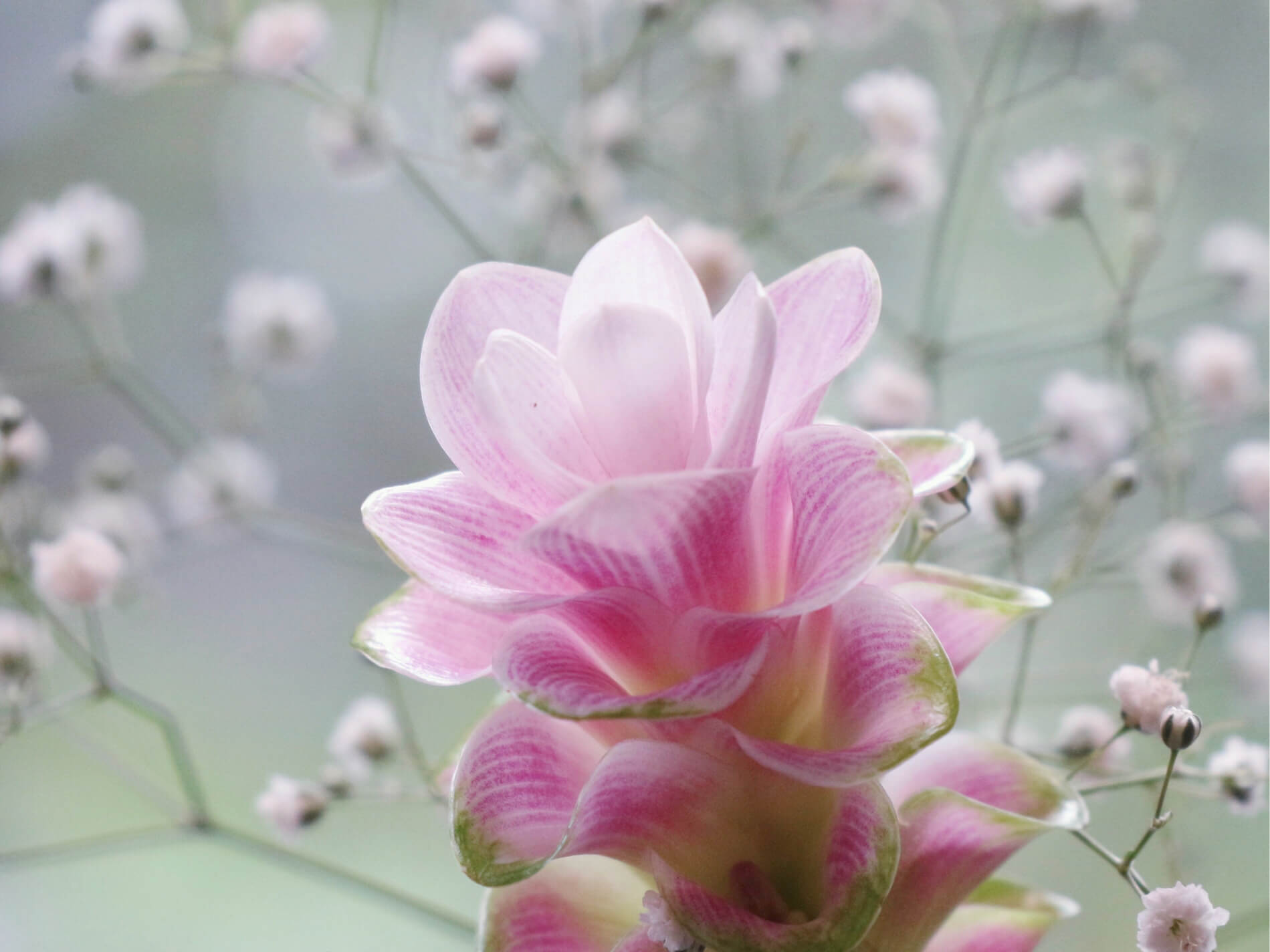 クルクマの花言葉 種類や花の特徴 ガーデニングでおすすめ Greensnap グリーンスナップ