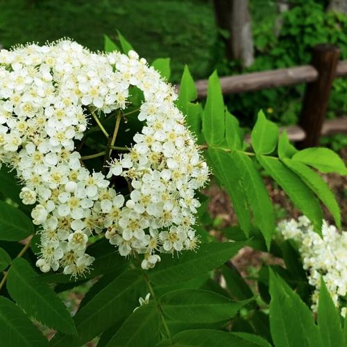 ナナカマドの花言葉 花や実の特徴 シンボルツリーにぴったり Greensnap グリーンスナップ