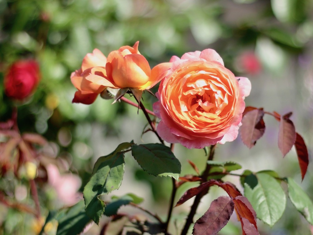 バラ 薔薇 の肥料 与え方のコツや時期は どんな効果が得られるの Greensnap グリーンスナップ