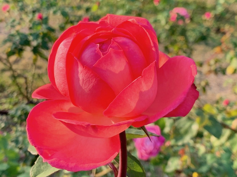 バラ 薔薇 の肥料 与え方のコツや時期は どんな効果が得られるの Greensnap グリーンスナップ