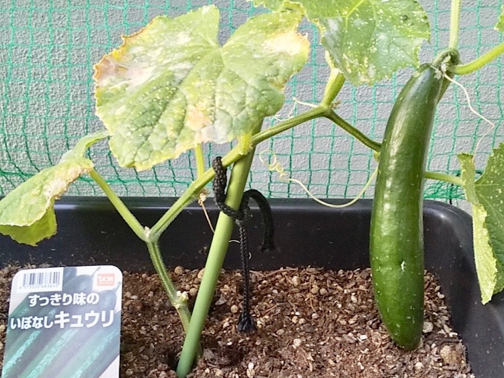 5月に植える野菜11選 プランターでも栽培できるおすすめの種類は Greensnap グリーンスナップ