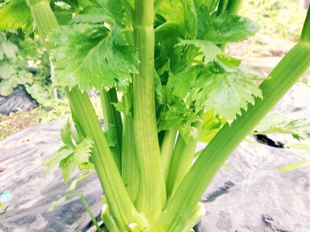 セロリ