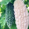 5月に植える野菜11選｜プランターでも栽培できるおすすめの種類は？の画像