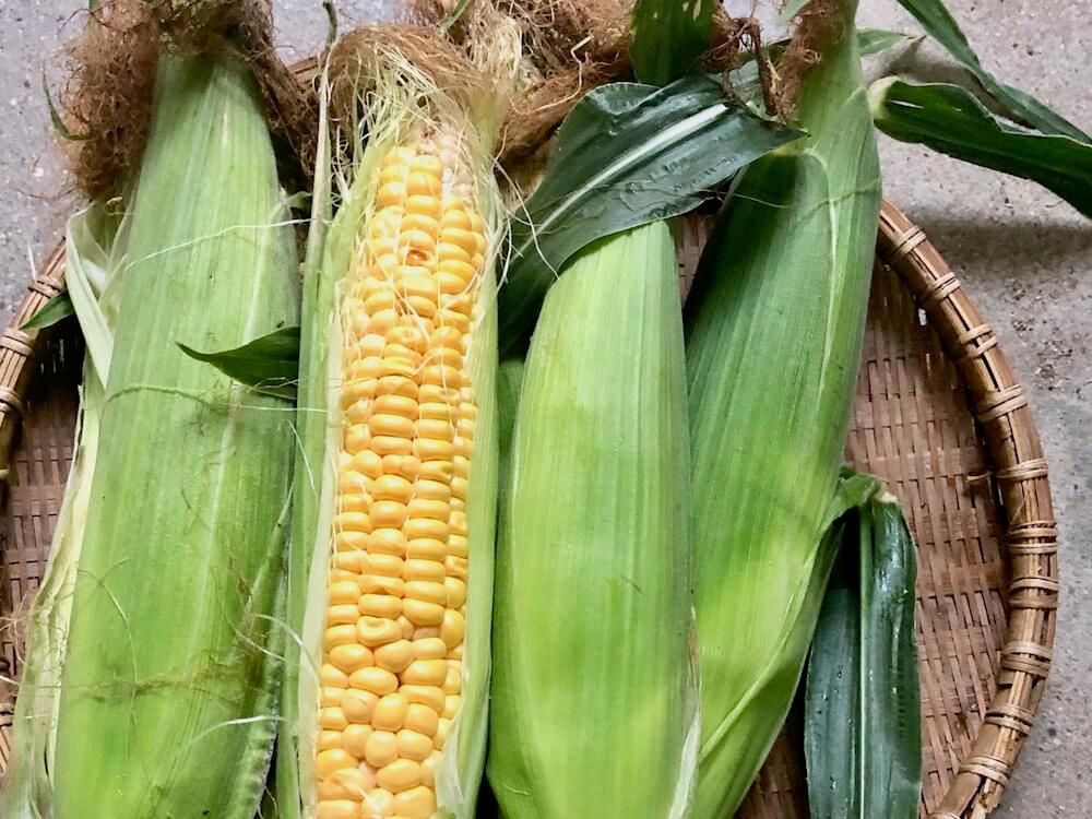 トウモロコシ　とうもろこし
