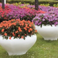 コンパクトな草姿でたくさんの花が咲き続ける カインズの花苗「きれいにまとまるドームシリーズ」の画像