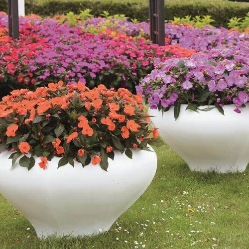 コンパクトな草姿でたくさんの花が咲き続ける カインズの花苗 きれいにまとまるドームシリーズ Greensnap グリーンスナップ