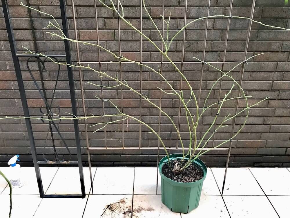 バラ　薔薇　剪定　誘引