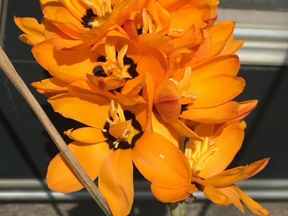 イキシア・マキュラータ